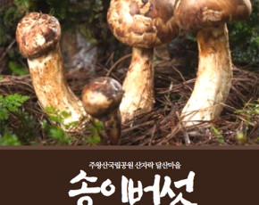 [달산마을]송이버섯