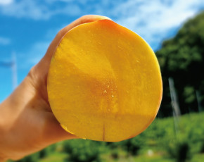 더파머스 쫀득한 황도 복숭아 4kg (12-14과 대과)