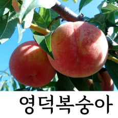영덕지인농원 양홍장 복숭아 4kg(13-14과) 9월7일경 출하예정