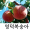 영덕지인농원 양홍장(백천황도) 복숭아 4kg(10과) 9월 7일경 출하예정