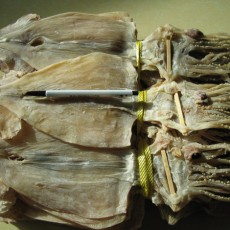 [흥부수산] 활오징어로 만든 마른오징어 2kg 20마리/무료배송